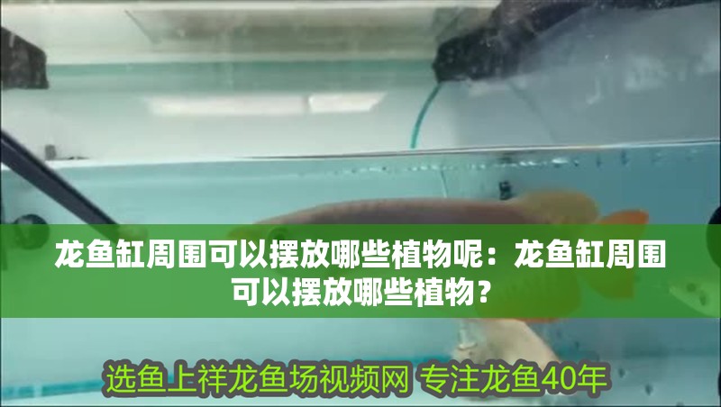 龍魚缸周圍可以擺放哪些植物呢：龍魚缸周圍可以擺放哪些植物？