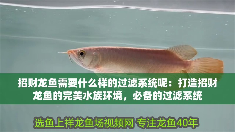 招財(cái)龍魚需要什么樣的過濾系統(tǒng)呢：打造招財(cái)龍魚的完美水族環(huán)境，必備的過濾系統(tǒng)