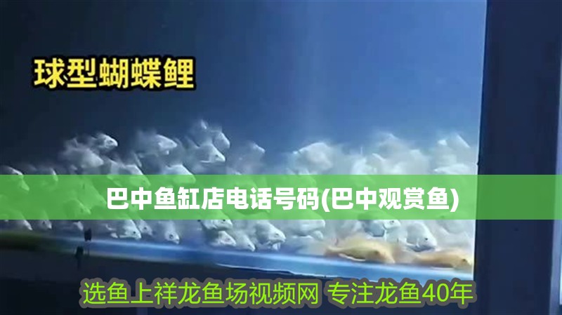 巴中魚缸店電話號碼(巴中觀賞魚)