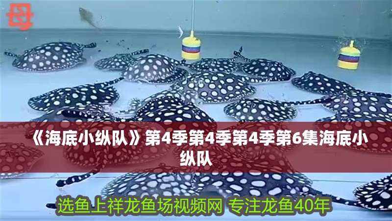 《海底小縱隊(duì)》第4季第4季第4季第6集海底小縱隊(duì) 《海底小縱隊(duì)》第4季第4季第4季第6集海底小縱隊(duì) 觀賞魚(yú)百科