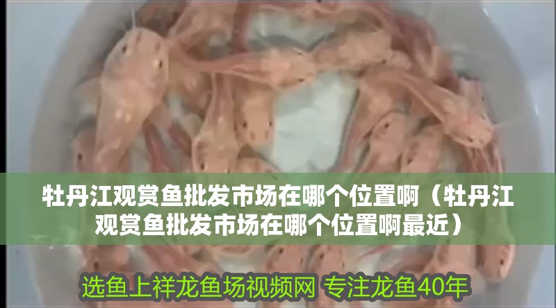 牡丹江觀賞魚批發市場在哪個位置啊（牡丹江觀賞魚批發市場在哪個位置啊最近） 牡丹江觀賞魚批發市場在哪個位置啊（牡丹江觀賞魚批發市場在哪個位置啊最近） 觀賞魚百科