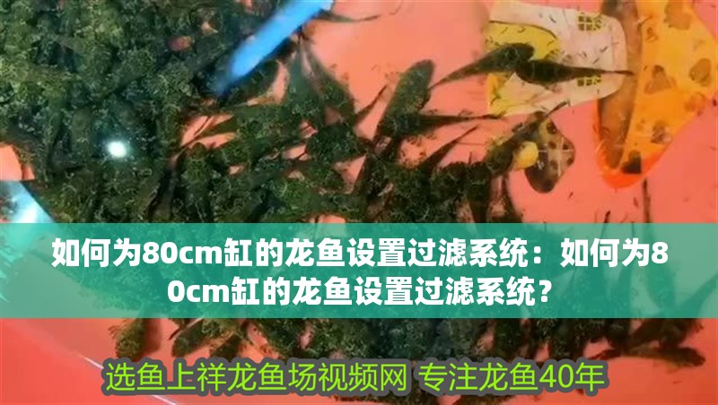 如何為80cm缸的龍魚設置過濾系統：如何為80cm缸的龍魚設置過濾系統？