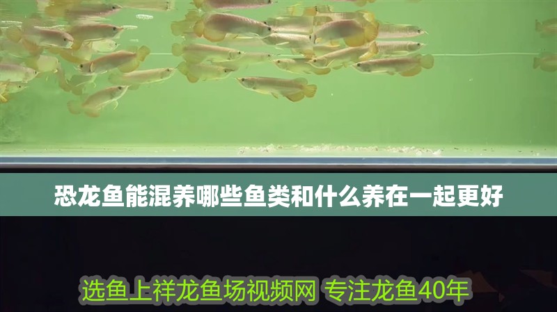 恐龍魚能混養哪些魚類和什么養在一起更好