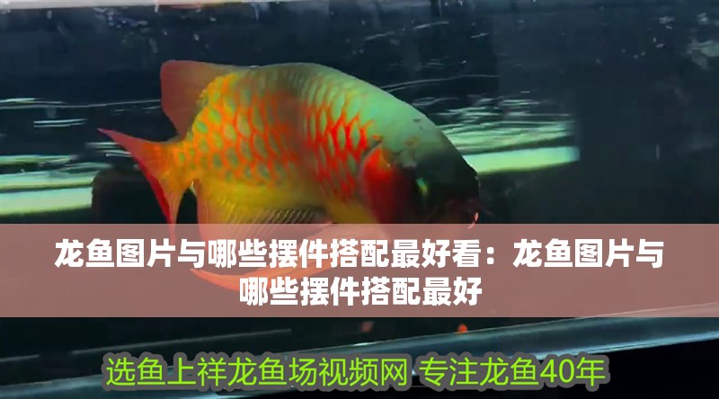 龍魚圖片與哪些擺件搭配最好看：龍魚圖片與哪些擺件搭配最好