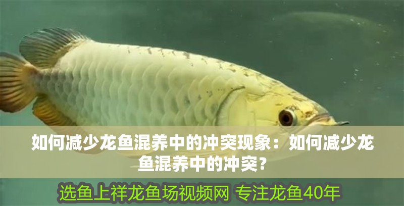 如何減少龍魚混養(yǎng)中的沖突現(xiàn)象：如何減少龍魚混養(yǎng)中的沖突？