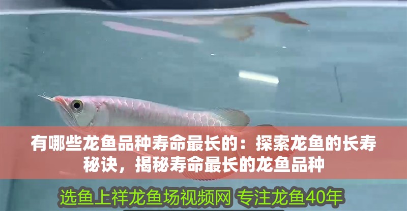 有哪些龍魚品種壽命最長的：探索龍魚的長壽秘訣，揭秘壽命最長的龍魚品種