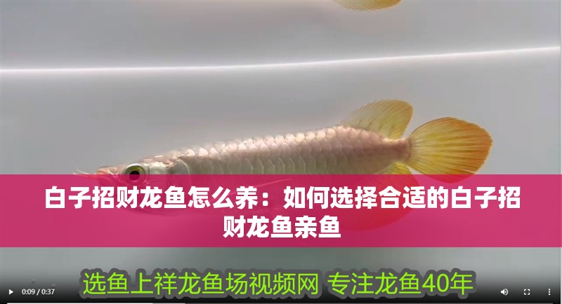 白子招財龍魚怎么養：如何選擇合適的白子招財龍魚親魚