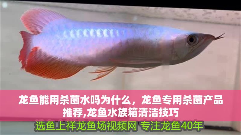 龍魚能用殺菌水嗎為什么，龍魚專用殺菌產品推薦,龍魚水族箱清潔技巧