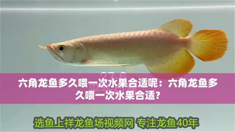 六角龍魚多久喂一次水果合適呢：六角龍魚多久喂一次水果合適？