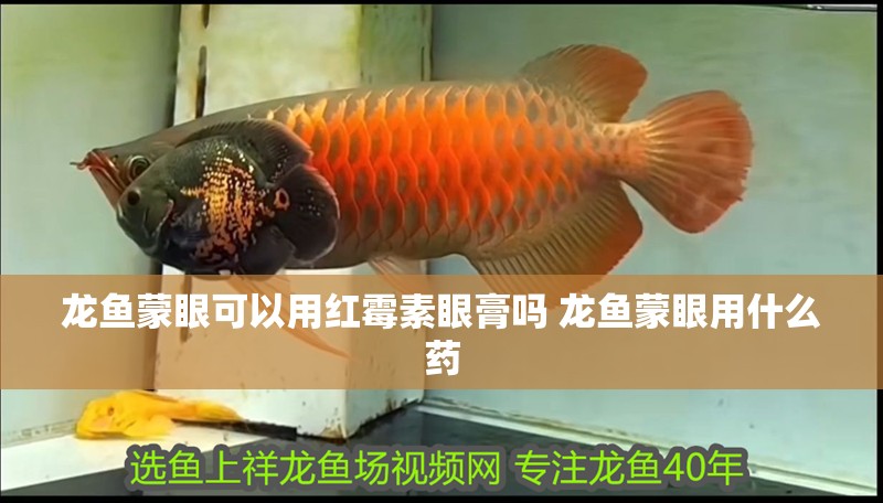 龍魚蒙眼可以用紅霉素眼膏嗎 龍魚蒙眼用什么藥 龍魚蒙眼可以用紅霉素眼膏嗎 龍魚蒙眼用什么藥 觀賞魚百科