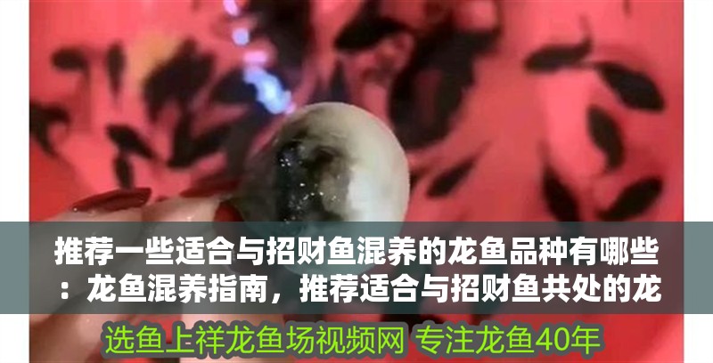 推薦一些適合與招財魚混養(yǎng)的龍魚品種有哪些：龍魚混養(yǎng)指南，推薦適合與招財魚共處的龍魚品種