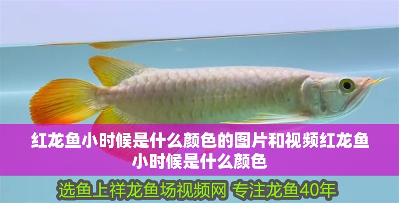紅龍魚小時候是什么顏色的圖片和視頻紅龍魚小時候是什么顏色