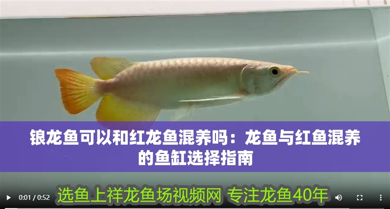 鋃龍魚可以和紅龍魚混養(yǎng)嗎：龍魚與紅魚混養(yǎng)的魚缸選擇指南