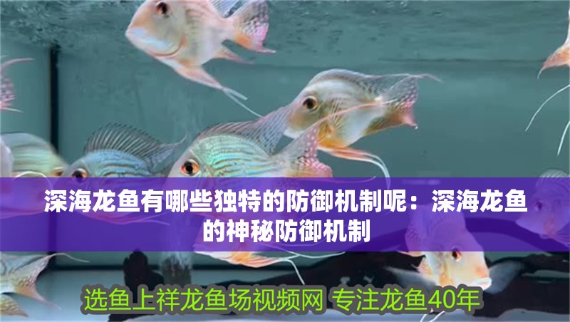 深海龍魚有哪些獨特的防御機制呢：深海龍魚的神秘防御機制 深海龍魚有哪些獨特的防御機制呢：深海龍魚的神秘防御機制 水族問答