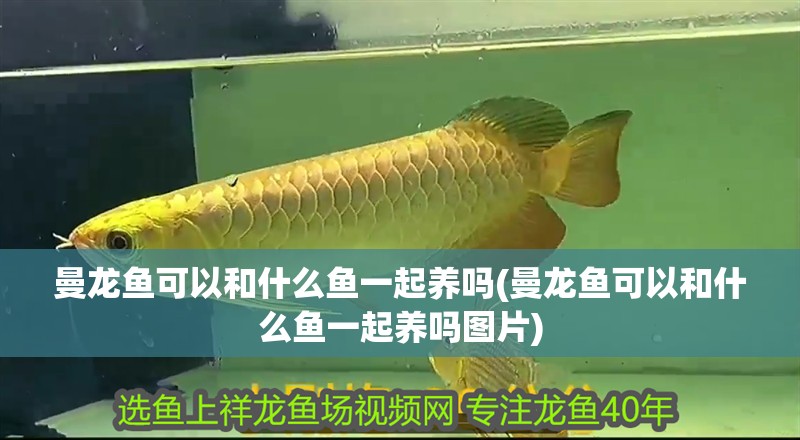 曼龍魚可以和什么魚一起養嗎(曼龍魚可以和什么魚一起養嗎圖片) 曼龍魚可以和什么魚一起養嗎(曼龍魚可以和什么魚一起養嗎圖片) 觀賞魚百科