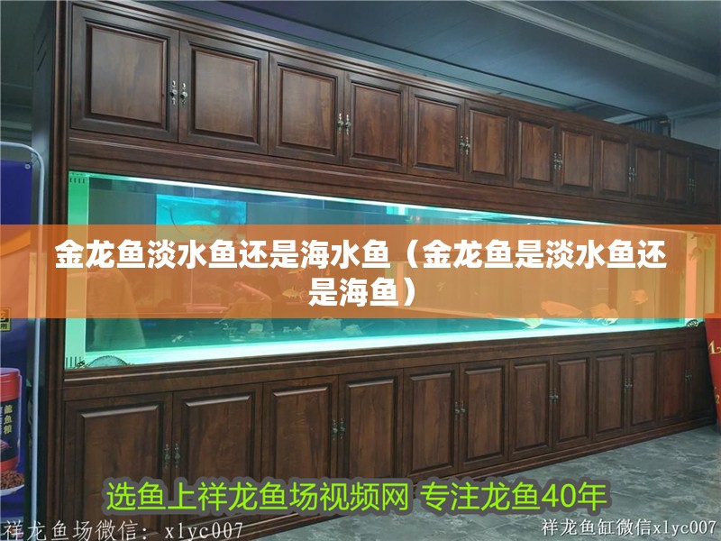 金龍魚淡水魚還是海水魚（金龍魚是淡水魚還是海魚）