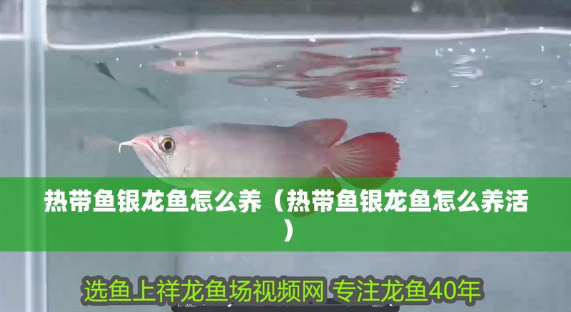 魚缸造景先放沙還是先放水(魚缸造景先鋪沙還是先放石頭) 熱帶魚銀龍魚怎么養(yǎng)(熱帶魚銀龍魚怎么養(yǎng)活) 觀賞魚百科 熱帶魚銀龍魚怎么養(yǎng)(熱帶魚銀龍魚怎么養(yǎng)活) 熱帶魚銀龍魚怎么養(yǎng)(熱帶魚銀龍魚怎么養(yǎng)活) 觀賞魚百科