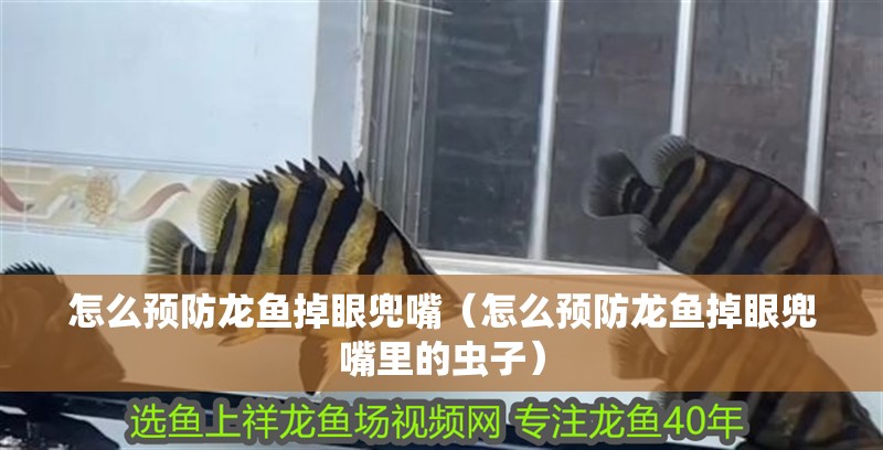 怎么預(yù)防龍魚掉眼兜嘴（怎么預(yù)防龍魚掉眼兜嘴里的蟲子） 怎么預(yù)防龍魚掉眼兜嘴（怎么預(yù)防龍魚掉眼兜嘴里的蟲子） 觀賞魚百科