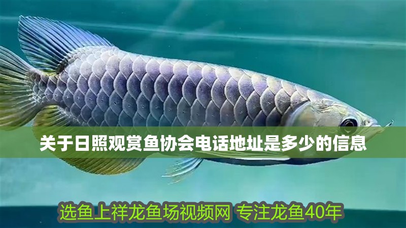 關(guān)于日照觀賞魚協(xié)會電話地址是多少的信息