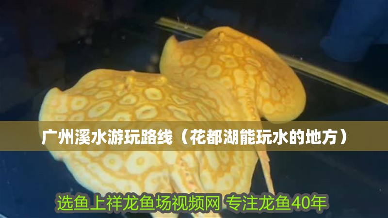印尼虎魚多少溫度飼養(yǎng)最好:印尼虎魚多少溫度飼養(yǎng)最好印尼虎魚多少溫度飼養(yǎng)最好 廣州溪水游玩路線(花都湖能玩水的地方) 觀賞魚百科 廣州溪水游玩路線(花都湖能玩水的地方) 廣州溪水游玩路線(花都湖能玩水的地方) 觀賞魚百科