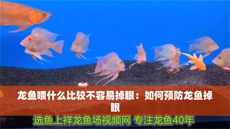 龍魚喂什么比較不容易掉眼：如何預防龍魚掉眼