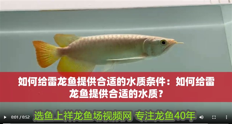 如何給雷龍魚提供合適的水質(zhì)條件：如何給雷龍魚提供合適的水質(zhì)？ 如何給雷龍魚提供合適的水質(zhì)條件：如何給雷龍魚提供合適的水質(zhì)？ 水族問答