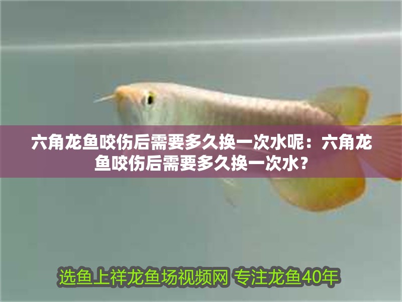 六角龍魚咬傷后需要多久換一次水呢：六角龍魚咬傷后需要多久換一次水？