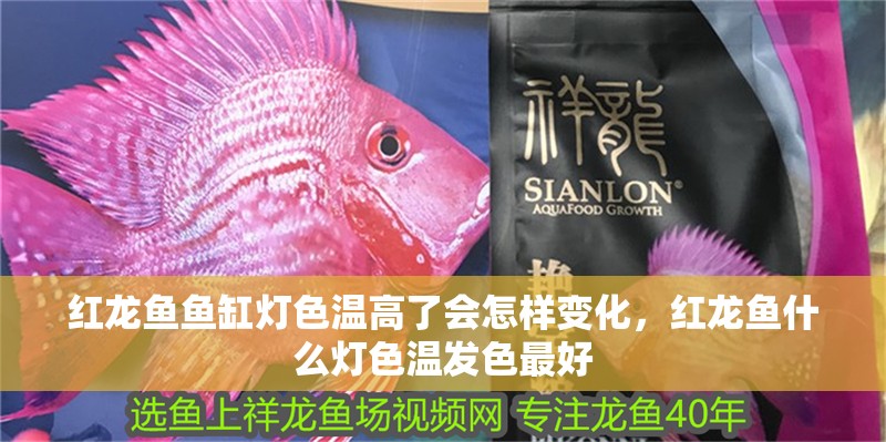 紅龍魚魚缸燈色溫高了會怎樣變化，紅龍魚什么燈色溫發色最好 紅龍魚魚缸燈色溫高了會怎樣變化，紅龍魚什么燈色溫發色最好 觀賞魚百科