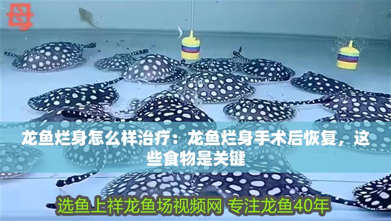 龍魚爛身怎么樣治療：龍魚爛身手術后恢復，這些食物是關鍵