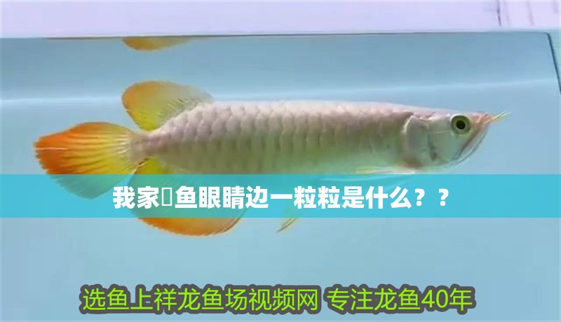 我家魟魚眼睛邊一粒粒是什么？？