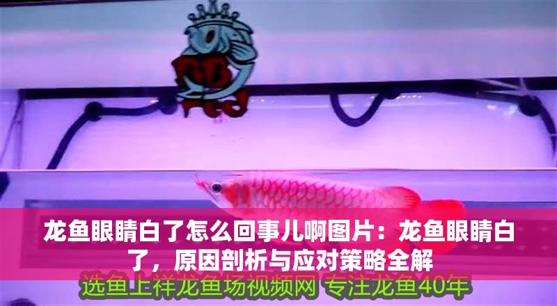 龍魚眼睛白了怎么回事兒啊圖片：龍魚眼睛白了，原因剖析與應(yīng)對策略全解