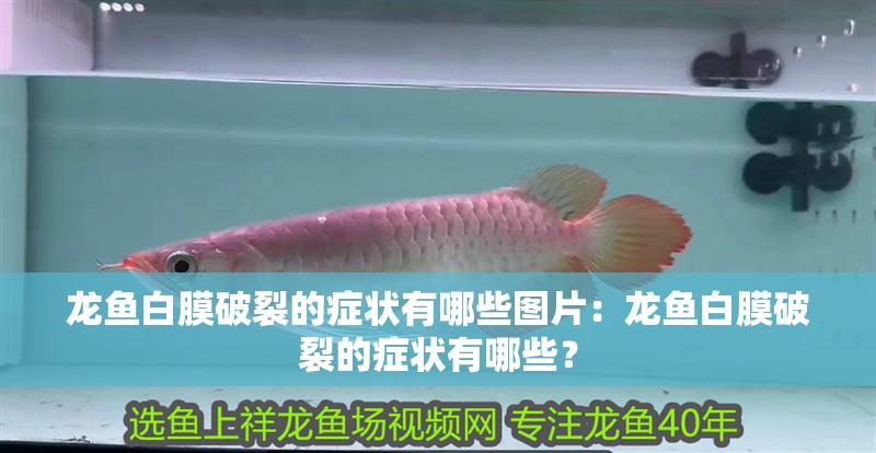龍魚白膜破裂的癥狀有哪些圖片：龍魚白膜破裂的癥狀有哪些？