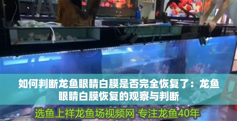 如何判斷龍魚眼睛白膜是否完全恢復了：龍魚眼睛白膜恢復的觀察與判斷