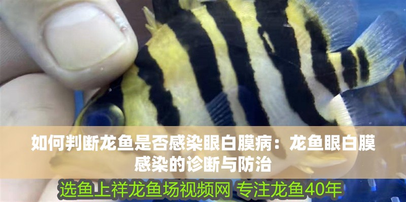 如何判斷龍魚是否感染眼白膜病：龍魚眼白膜感染的診斷與防治