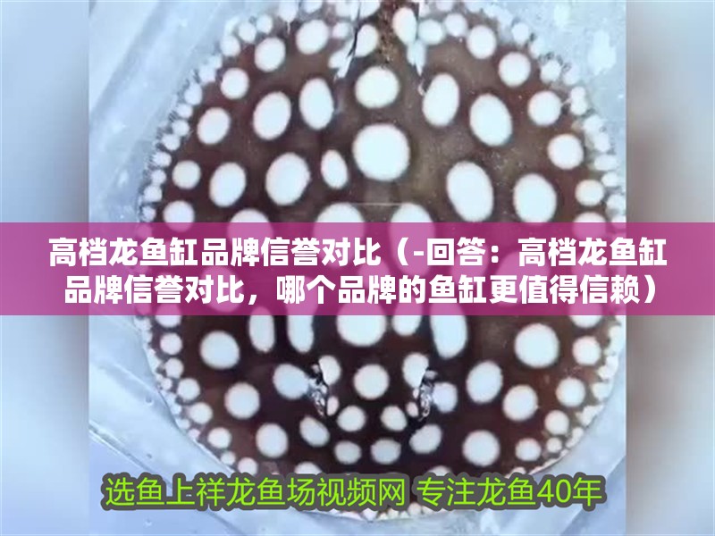 高檔龍魚缸品牌信譽對比（-回答：高檔龍魚缸品牌信譽對比，哪個品牌的魚缸更值得信賴）
