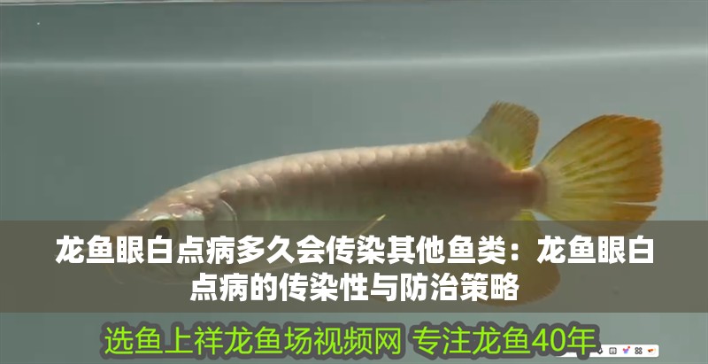 龍魚眼白點病多久會傳染其他魚類：龍魚眼白點病的傳染性與防治策略