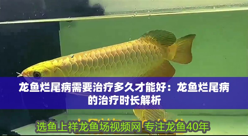 龍魚爛尾病需要治療多久才能好：龍魚爛尾病的治療時長解析