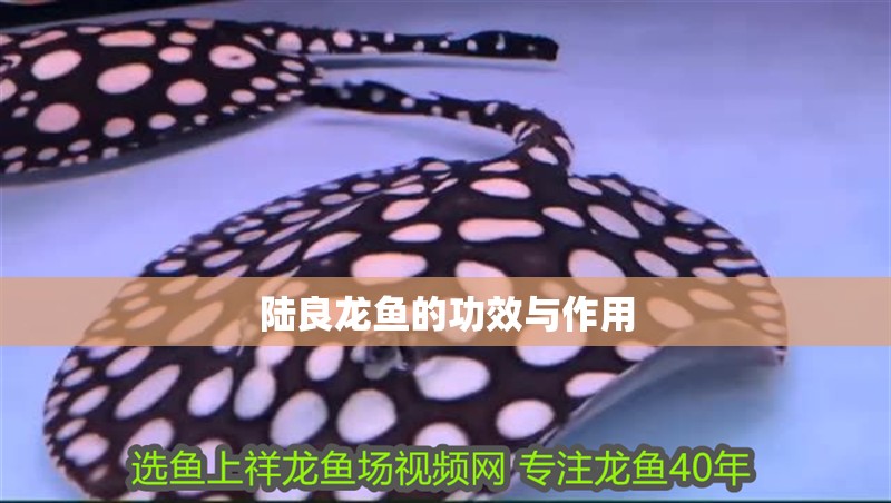 陸良龍魚的功效與作用 陸良龍魚的功效與作用 觀賞魚百科