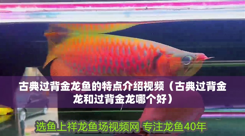 龍魚干蝦有營養嗎 古典過背金龍魚的特點介紹視頻(古典過背金龍和過背金龍哪個好) 觀賞魚百科 古典過背金龍魚的特點介紹視頻(古典過背金龍和過背金龍哪個好) 古典過背金龍魚的特點介紹視頻(古典過背金龍和過背金龍哪個好) 觀賞魚百科