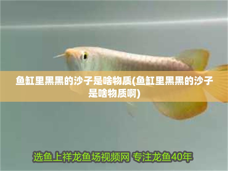 龍魚干蝦有營養嗎 魚缸里黑黑的沙子是啥物質(魚缸里黑黑的沙子是啥物質啊) 觀賞魚百科 魚缸里黑黑的沙子是啥物質(魚缸里黑黑的沙子是啥物質啊) 魚缸里黑黑的沙子是啥物質(魚缸里黑黑的沙子是啥物質啊) 觀賞魚百科
