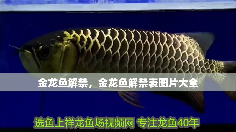 金龍魚解禁，金龍魚解禁表圖片大全