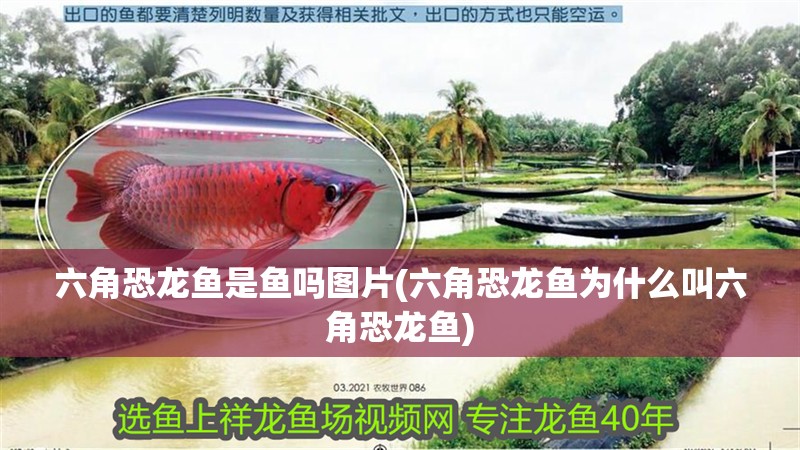 六角恐龍魚是魚嗎圖片(六角恐龍魚為什么叫六角恐龍魚)