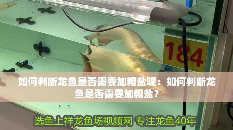 如何判斷龍魚是否需要加粗鹽呢：如何判斷龍魚是否需要加粗鹽？ 如何判斷龍魚是否需要加粗鹽呢：如何判斷龍魚是否需要加粗鹽？ 水族問答