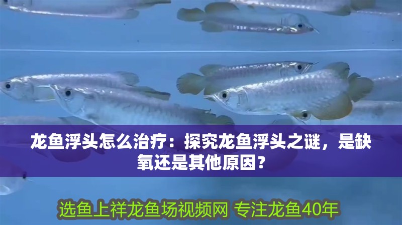 龍魚浮頭怎么治療：探究龍魚浮頭之謎，是缺氧還是其他原因？