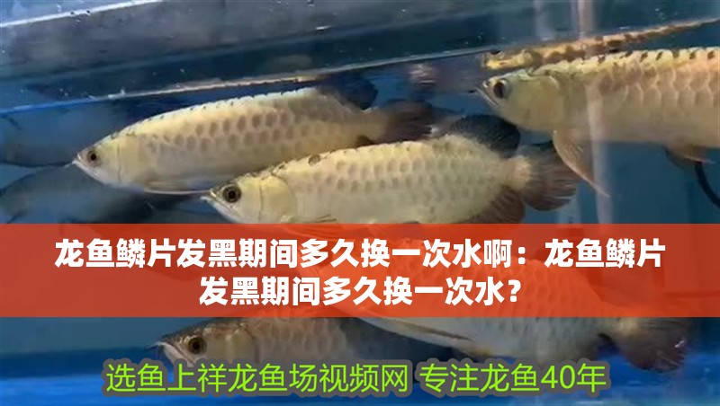 龍魚鱗片發(fā)黑期間多久換一次水啊：龍魚鱗片發(fā)黑期間多久換一次水？