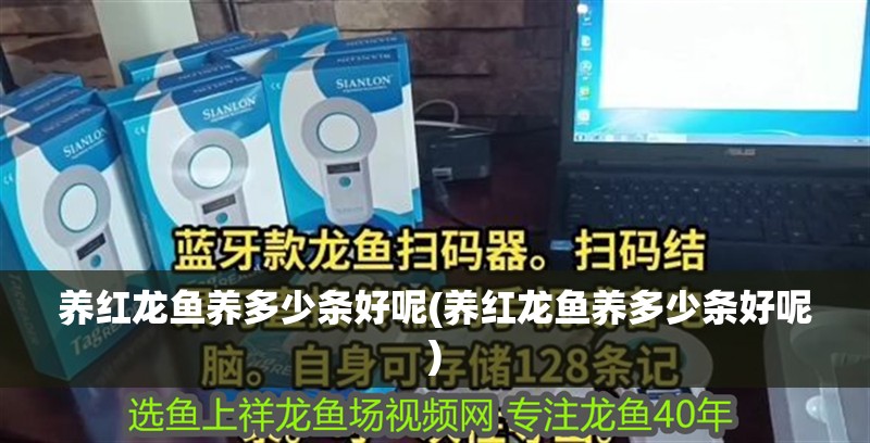 紅龍魚(yú)用黃燈烤有用嗎 養(yǎng)紅龍魚(yú)養(yǎng)多少條好呢(養(yǎng)紅龍魚(yú)養(yǎng)多少條好呢) 觀賞魚(yú)百科 養(yǎng)紅龍魚(yú)養(yǎng)多少條好呢(養(yǎng)紅龍魚(yú)養(yǎng)多少條好呢) 養(yǎng)紅龍魚(yú)養(yǎng)多少條好呢(養(yǎng)紅龍魚(yú)養(yǎng)多少條好呢) 觀賞魚(yú)百科
