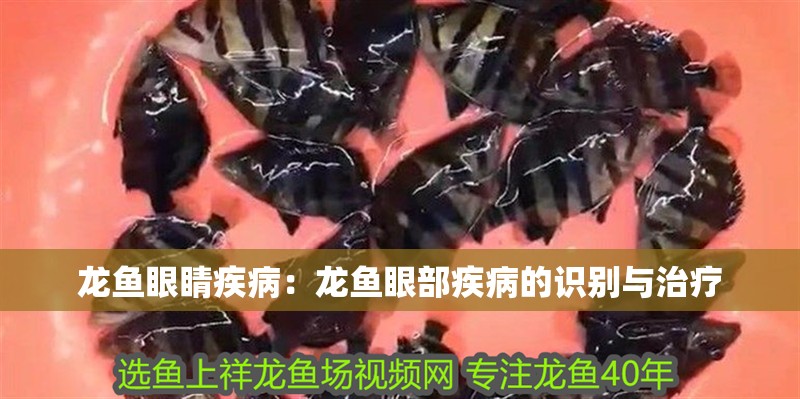 龍魚眼睛疾病：龍魚眼部疾病的識別與治療