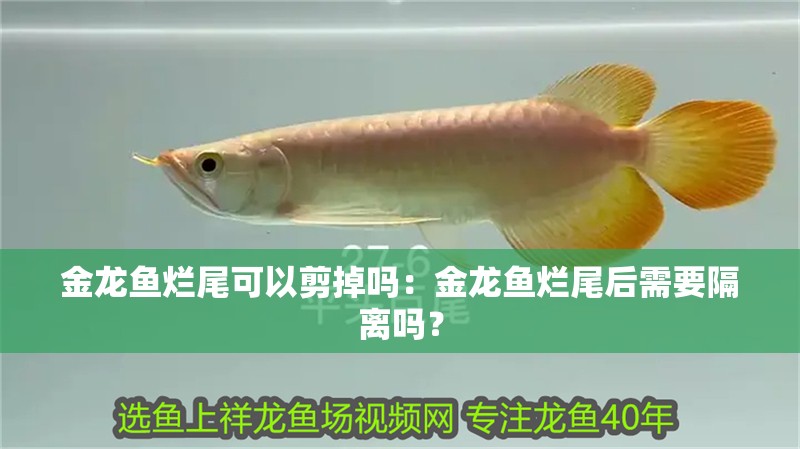 金龍魚爛尾可以剪掉嗎：金龍魚爛尾后需要隔離嗎？