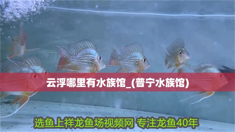 <strong><mark>云浮</mark></strong>哪里有水族館_(普寧水族館)