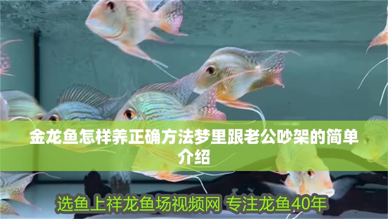 龍魚干蝦有營養嗎 金龍魚怎樣養正確方法夢里跟老公吵架的簡單介紹 觀賞魚百科 金龍魚怎樣養正確方法夢里跟老公吵架的簡單介紹 金龍魚怎樣養正確方法夢里跟老公吵架的簡單介紹 觀賞魚百科